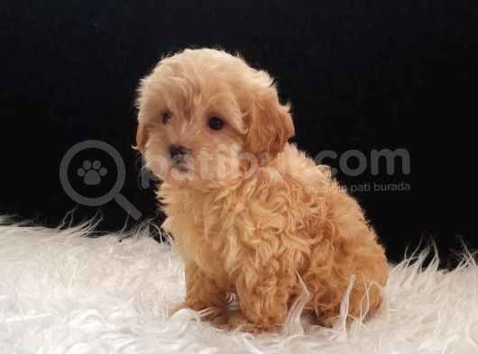 Dişi Irk Ve Kilo Garantili Maltipoo görsel