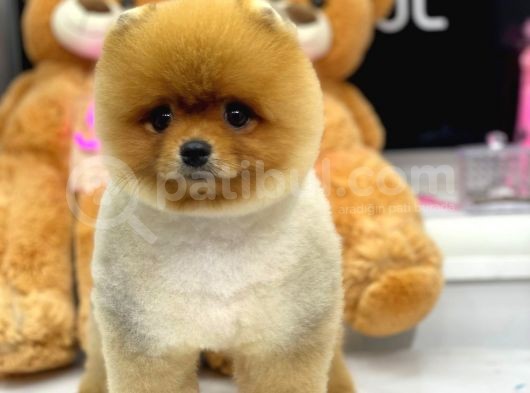 Orjinal Pomeranian Boo görsel