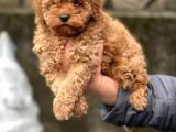 Orji̇nal Toy Poodle Bebekleri̇mi̇z