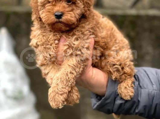 Orji̇nal Toy Poodle Bebekleri̇mi̇z görsel