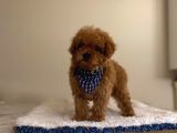 Orji̇nal Toy Poodle Bebekleri̇mi̇z