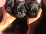 Safkan Pug Mops Bebekler