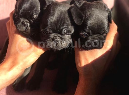 Safkan Pug Mops Bebekler görsel