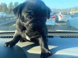 Safkan Pug Mops Bebekler