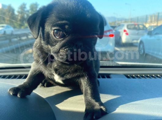 Safkan Pug Mops Bebekler