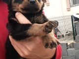Saf Kan Rottweiler Bebekler