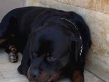 Saf Kan Rottweiler Bebekler