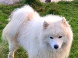 Harika Samoyed Bebekler