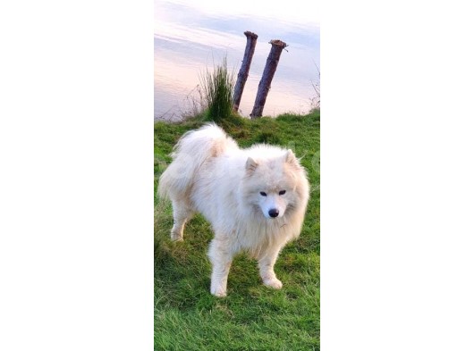 Harika Samoyed Bebekler görsel