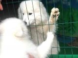 Harika Samoyed Bebekler