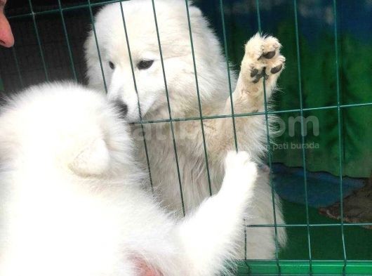 Harika Samoyed Bebekler görsel
