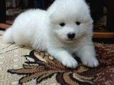 Harika Samoyed bebekler