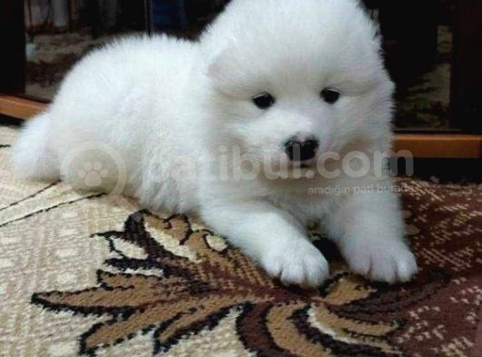 Harika Samoyed Bebekler görsel