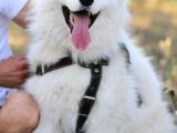 Harika Samoyed Bebekler