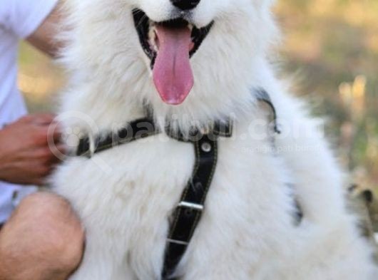 Harika Samoyed Bebekler görsel