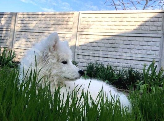 Harika Samoyed Bebekler görsel