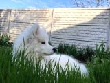 Harika Samoyed bebekler