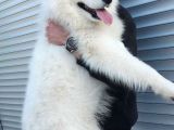 Harika Samoyed Bebekler