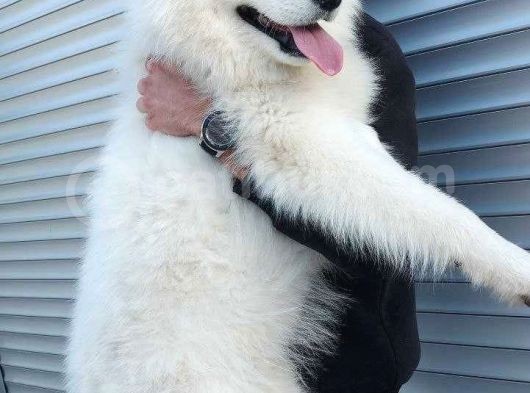 Harika Samoyed Bebekler görsel