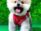 Muhteşem Pomeranian Bebekler