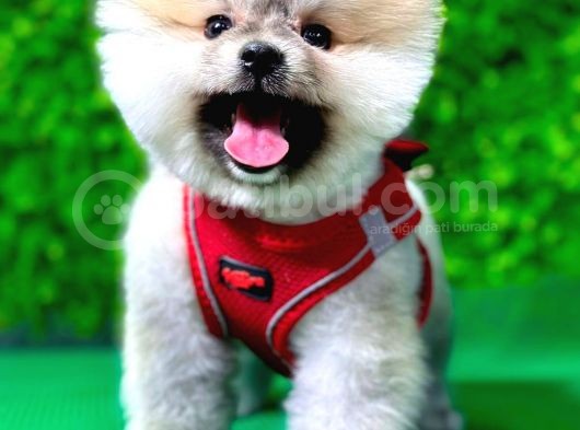 Muhteşem Pomeranian Bebekler görsel