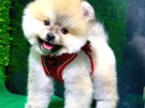 Muhteşem Pomeranian Bebekler