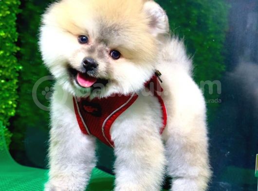 Muhteşem Pomeranian Bebekler
