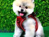 Muhteşem Pomeranian Bebekler
