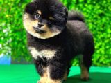 Muhteşem Pomeranian Bebekler
