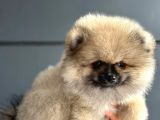 Orji̇nal Pomerani̇an Boo Yavrularimiz