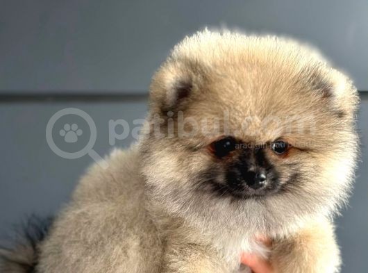 Orji̇nal Pomerani̇an Boo Yavrularimiz görsel