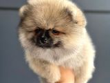 Orji̇nal Pomerani̇an Boo Yavrularimiz