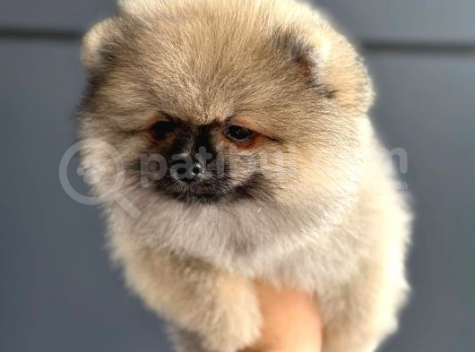 Orji̇nal Pomerani̇an Boo Yavrularimiz görsel