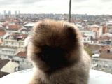 Orji̇nal Pomerani̇an Boo Yavrularimiz