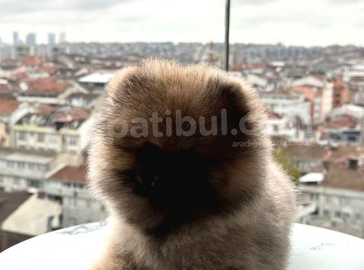 Orji̇nal Pomerani̇an Boo Yavrularimiz