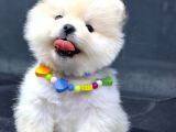 Dişi Ve Erkek Orijinal Pomeranian Boo