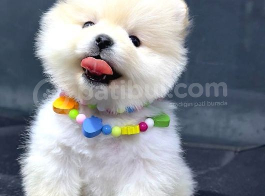Dişi Ve Erkek Orijinal Pomeranian Boo görsel