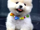 Dişi Ve Erkek Orijinal Pomeranian Boo