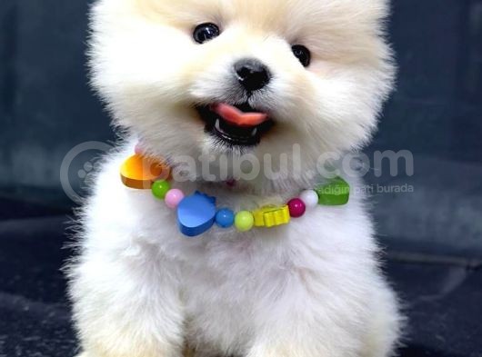 Dişi Ve Erkek Orijinal Pomeranian Boo görsel