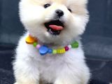 Dişi Ve Erkek Orijinal Pomeranian Boo