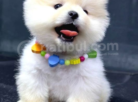 Dişi Ve Erkek Orijinal Pomeranian Boo görsel