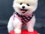 Dişi Ve Erkek Orijinal Pomeranian Boo