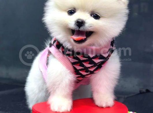 Dişi Ve Erkek Orijinal Pomeranian Boo görsel