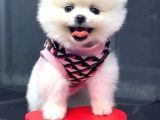 Dişi Ve Erkek Orijinal Pomeranian Boo