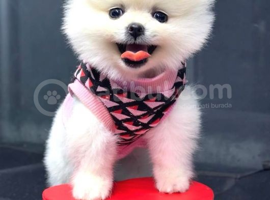 Dişi Ve Erkek Orijinal Pomeranian Boo görsel