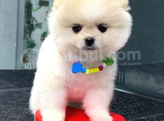 Dişi Ve Erkek Orijinal Pomeranian Boo görsel