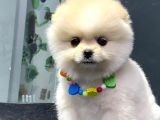 Dişi Ve Erkek Orijinal Pomeranian Boo