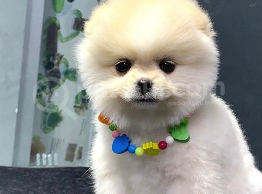 Dişi Ve Erkek Orijinal Pomeranian Boo görsel