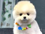 Dişi Ve Erkek Orijinal Pomeranian Boo