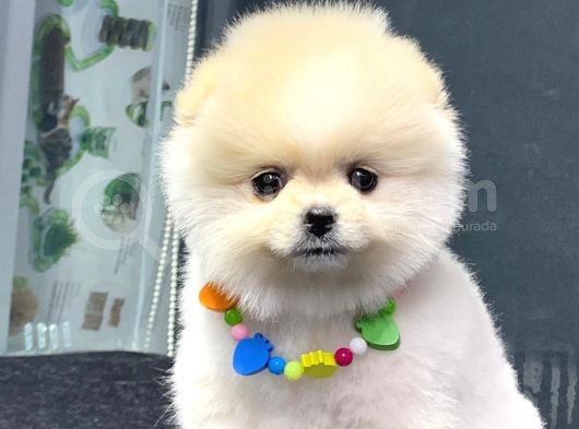 Dişi Ve Erkek Orijinal Pomeranian Boo görsel